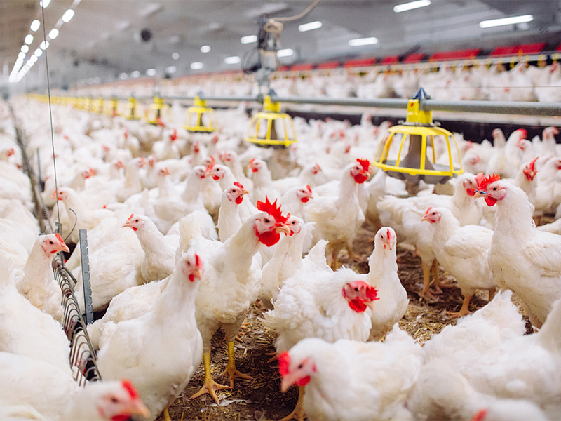 modern broiler chicken farms equipped with high-brightness LED lighting fixtures